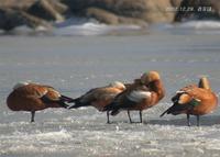 Ruddy Shelduck Tadoma ferruginea 황오리