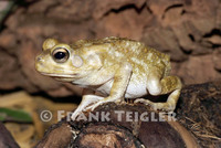 : Bufo regularis; Square-marked Toad