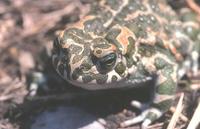 : Bufo viridis; European Green Toad