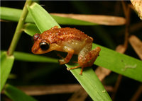 : Eleutherodactylus locustus; Coqu