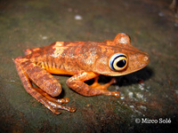 : Hypsiboas pombali