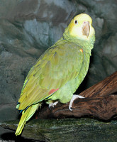 : Amazona oratrix; Double Yellow-headed Amazon Parrot