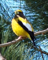 : Hesperiphona vespertina; Evening Grosbeak