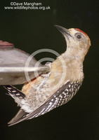 : Melanerpes rubricapillus; Red-crowned Woodpecker