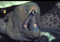 : Gymnothorax undulatus; Undulated Moray