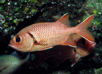 : Mypristis murdjan; Red Soldierfish