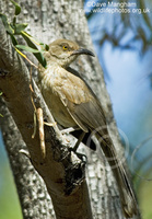 : Toxostoma curvirostre; Curve-billed Thrasher