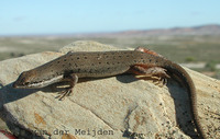 : Mabuya variegata; Variegated Skink