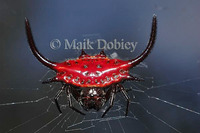 : Gasteracantha sp.; Spiny Orb-weaver