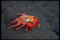 : Grapsus grapsus; Sally Lightfoot Crab