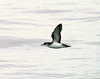 Manx Shearwater. 30 September 2006. Photo by Jay Gilliam