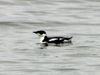 Marbled Murrelet. 14 October 2006. Photo by Debbie Barnes