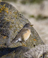 Eye-browed Thrush, usually an annual vagrant. Photo by Dave Kutilek. All rights reserved.