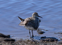 ...Displaying Pectoral Sandpiper. Photo by Rick Taylor. Copyright Borderland Tours. All rights rese
