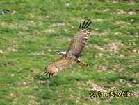 Photo of orlík krátkoprstý, Circaetus gallicus, Short-toed Eagle