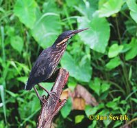 Photo of bukáček černý, Ixobrychus flavicollis, Black Bittern, Schwarz Dommel