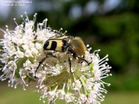 Humlebille (Trichius fasciatus) Foto/billede af