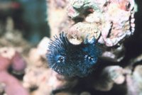 Spirobranchus giganteus - Christmas Tree Worm