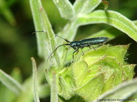 Agapanthia intermedia