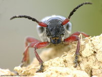 Dorcadion pedestre pedestre
