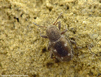 Pachnephorus villosus