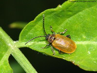 Lochmaea caprea