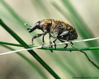 Larinus turbinatus