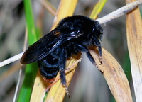 Bombus rupestris