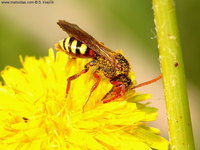 Nomada zonata