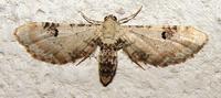 Eupithecia centaureata - Lime-speck Pug