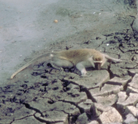 Tantalus monkey (Chlorocebus tantalus)