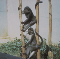 Sooty mangabey (Cercocebus atys)