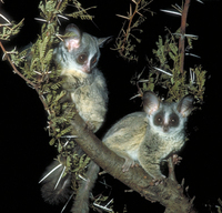 South African lesser bushbaby (Galago moholi)