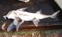 Callorhinchus capensis, Cape elephantfish: fisheries, gamefish