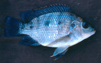 Oreochromis upembae, :