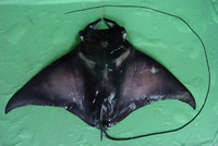 Mobula japanica, Spinetail mobula: fisheries