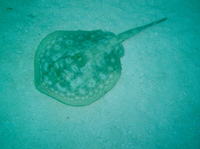 Urobatis jamaicensis, Yellow stingray: aquarium