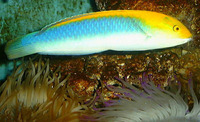 Halichoeres cyanocephalus, Yellowcheek wrasse: gamefish, aquarium