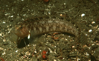 Rathbunella hypoplecta, Stripedfin ronquil: aquarium