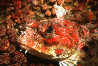 Hemilepidotus hemilepidotus, Red Irish lord: fisheries, gamefish, aquarium