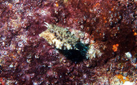 Lactoria fornasini, Thornback cowfish: aquarium