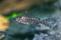 Synodontis nigrita, :