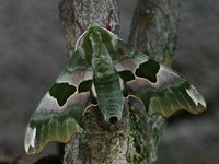 Mimas tiliae - Lime Hawk-moth