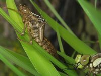 Aeshna cyanea - Southern Hawker Dragonfly