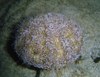 Echinoneus cyclostomus