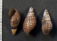 Cubaedomus