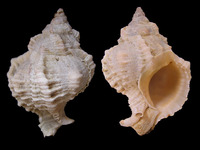 Phyllonotus margaritensis