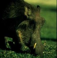 Image of: Phacochoerus africanus (common warthog)
