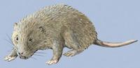 Image of: Rhizomys sumatrensis (large bamboo rat)