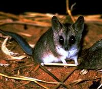 Image of: Sminthopsis crassicaudata (fat-tailed dunnart)